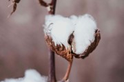 如何理解期權(quán)反向比率價差策略？該策略有何應(yīng)用要點(diǎn)？