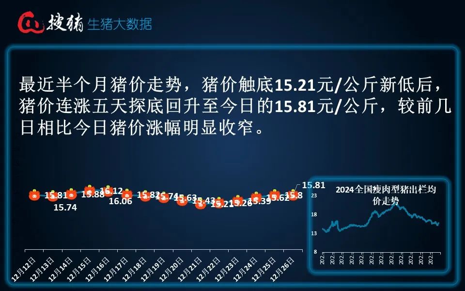 生豬現(xiàn)貨日?qǐng)?bào)|全國均價(jià)15.81元/公斤 連漲后養(yǎng)殖端賣豬情緒增強(qiáng) 屠企收豬壓力緩解
